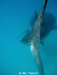 Whale Shark by Alex Thomas 